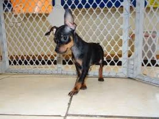 PoulaTo: Σιχ Τσου καθαροαιμο κουταβακι